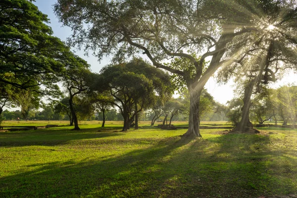 Landscape Old Tree Sunlight Ancient Palace Garden Wat Phra Sanphet — Stock Photo, Image