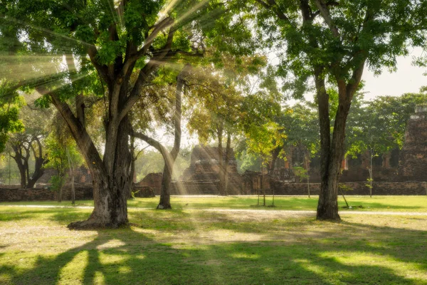 Paisaje Árbol Viejo Con Luz Solar Antiguo Jardín Del Palacio — Foto de Stock