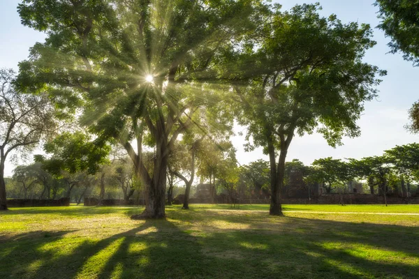 Árbol Con Sombra Luz Solar Antiguo Paisaje Provincia Ayutthaya Una —  Fotos de Stock