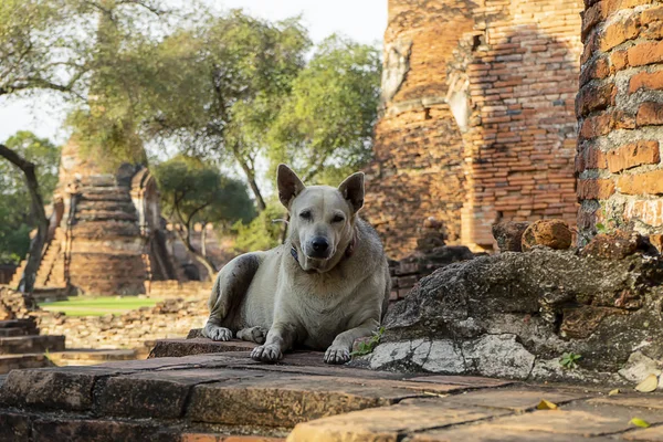 Perro Sentado Antiguo Ladrillo Del Templo Budista Ciudad Ayutthaya Una — Foto de Stock
