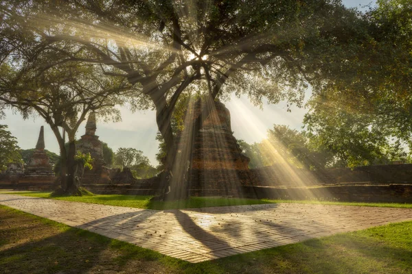 Árbol Con Sombra Luz Solar Templo Provincia Ayutthaya Una Atracción — Foto de Stock