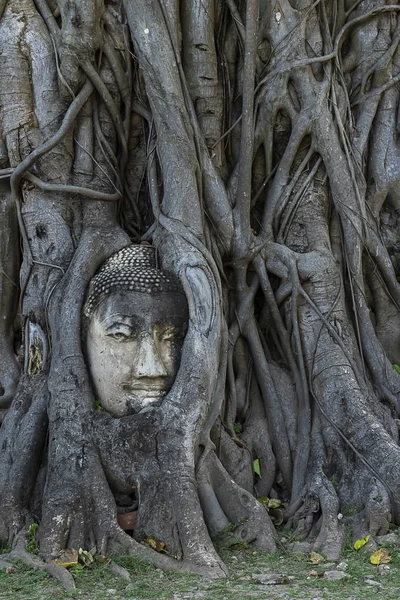 Buddha statue head and face covered with big tree roots At Wat Mahathat temple in the city of Ayutthaya Is a tourist attraction in Thailand, World Heritage City.