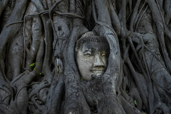Estatua Buda Cabeza Cara Cubiertas Con Grandes Raíces Árboles Templo —  Fotos de Stock