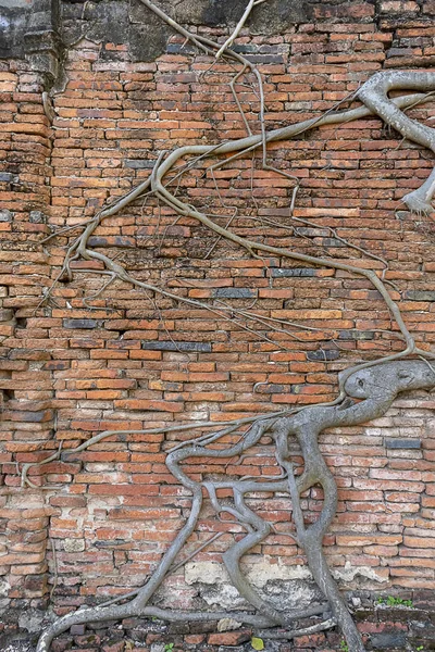 Древняя Кирпичная Стена Растущим Корнем Дерева Баньян Храме Ват Махата — стоковое фото