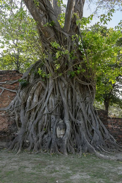 Estatua Buda Cabeza Rostro Cubierto Grandes Raíces Árboles Wat Mahathat — Foto de Stock