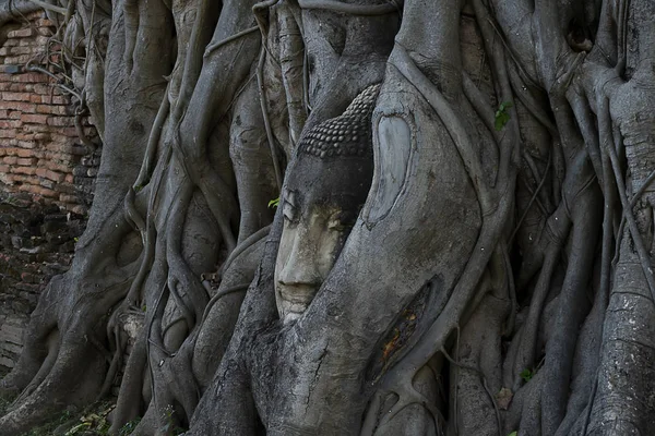 Boeddhabeeld Hoofd Gezicht Bedekt Met Grote Boomwortels Wat Mahathat Tempel — Stockfoto