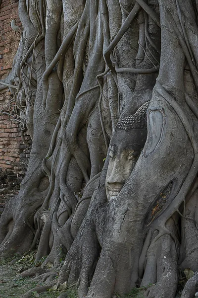 Buda Estátua Cabeça Rosto Coberto Com Grandes Raízes Árvores Wat — Fotografia de Stock