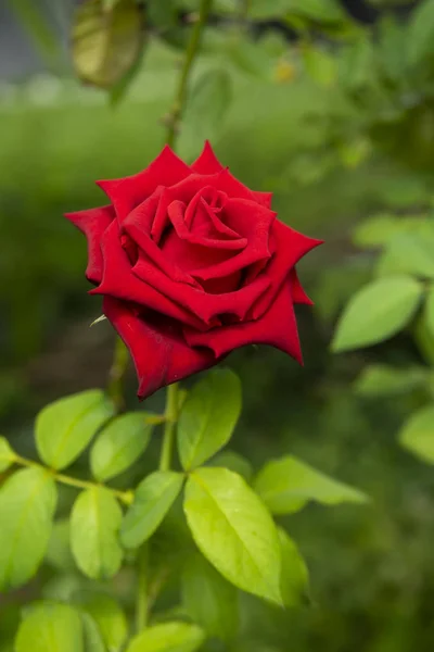 Закрыть Цветок Красной Розы Размытом Фоне — стоковое фото