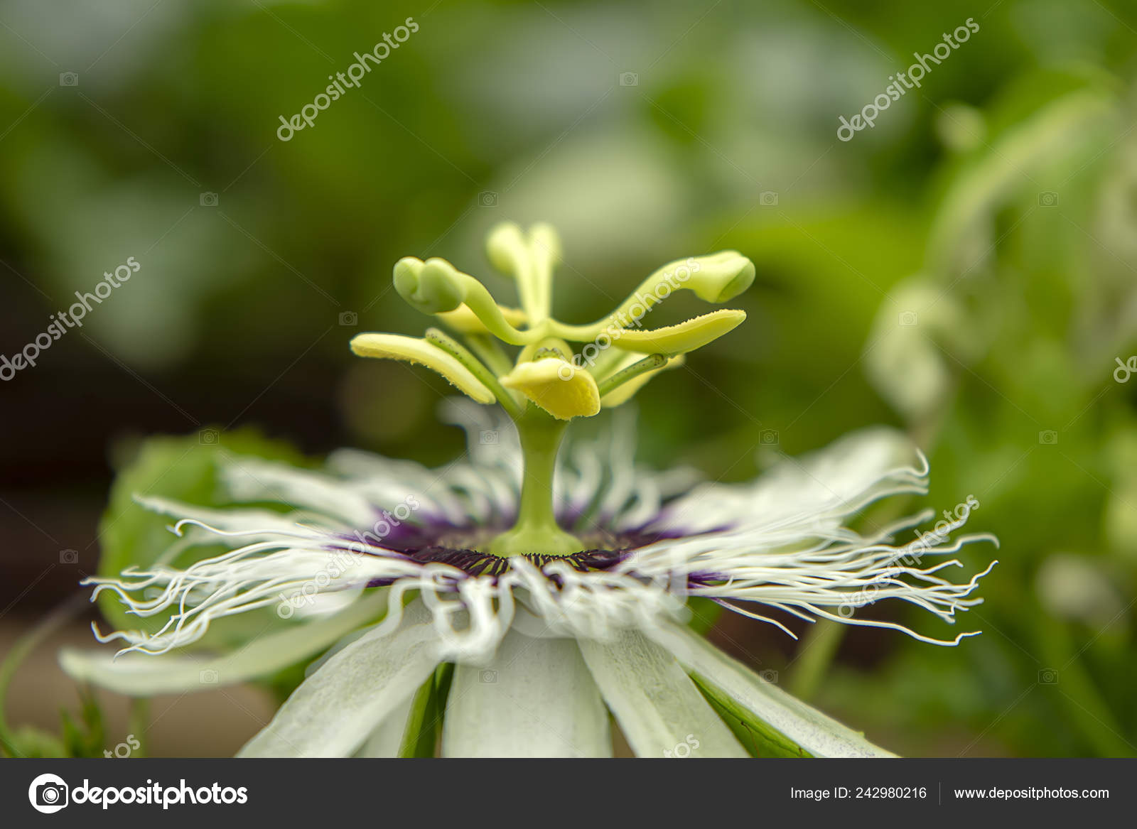 Close Pollen Passionfruit Flower Passiflora Edulis Stock Photo by