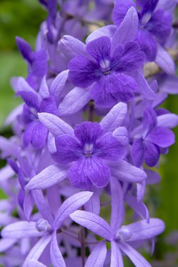 Mor çelenk zımpara asma çiçek arka planını kapatın. (Petrea volubilis)