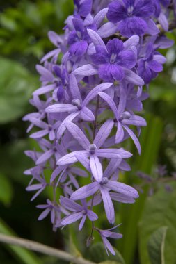 Mor çelenk zımpara asma çiçek arka planını kapatın. (Petrea volubilis)