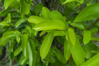 Ağaç Soursop yapraklarda kapatın. (Annona muricata)