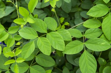 Mavi bezelye ağaç veya kelebek bezelye tesisi (Clitoria ternatea yaprakları)