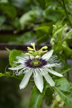 Çarkıfelek çiçeği (Passiflora mantarı yakın çekim)
