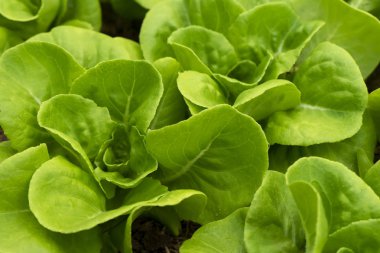 Yeşil Cos Marul fabrikasını kapatın. Salata için sebze..