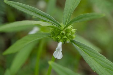 Leucas aspera fabrikasını kapatın.