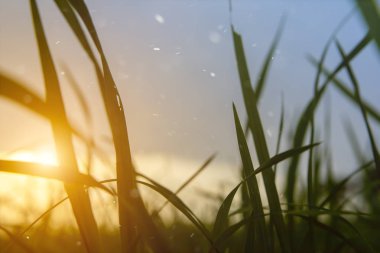 Güneş ışığı ve kayan açık renkli siluet pirinç yaprak.