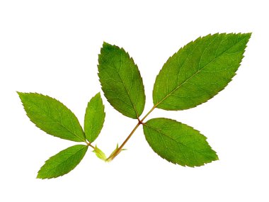 Damasko gül bitki (bilimsel adı Rosa damascena) yaprakları beyaz arka plan üzerinde kapatın.