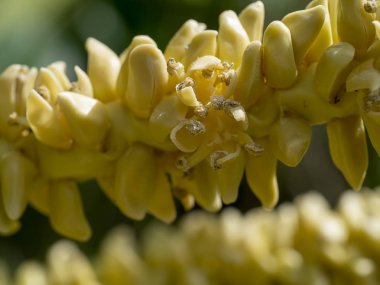 Hindistan cevizi çiçek yakın çekim.