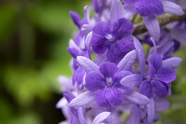 Zblízka Fialový Věnec Brusný Papír Révy Květina Zázemí Petrea Volubilis — Stock fotografie