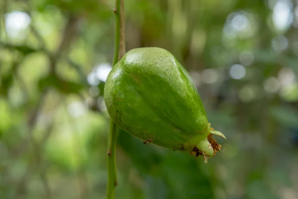 Chiudi Barringtonia Macrocarpa Hassk Fruit — Foto Stock