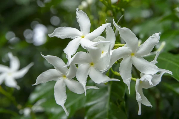 Close Gardenia Crape Jasmine Flower Scientific Name Tabernaemontana Pandacaqui Lam — Stock Photo, Image