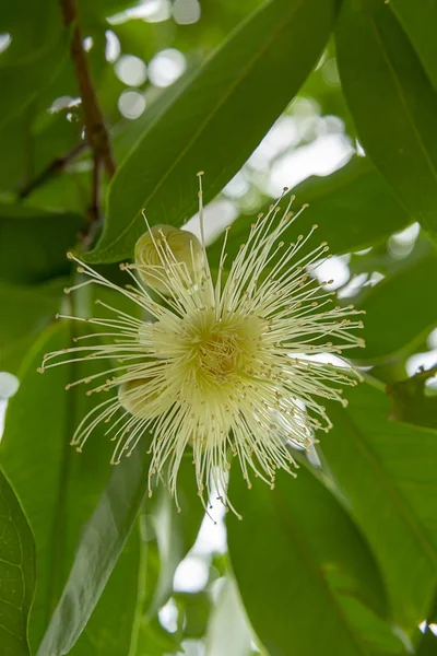 Feche Flor Maçã Java Árvore Denominação Científica Syzygium — Fotografia de Stock