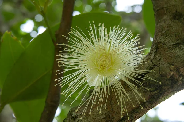 Feche Flor Maçã Java Árvore Denominação Científica Syzygium — Fotografia de Stock