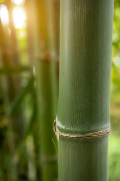 Bambu Ile Işık Yeşil Arka Plan Bulanıklık — Stok fotoğraf