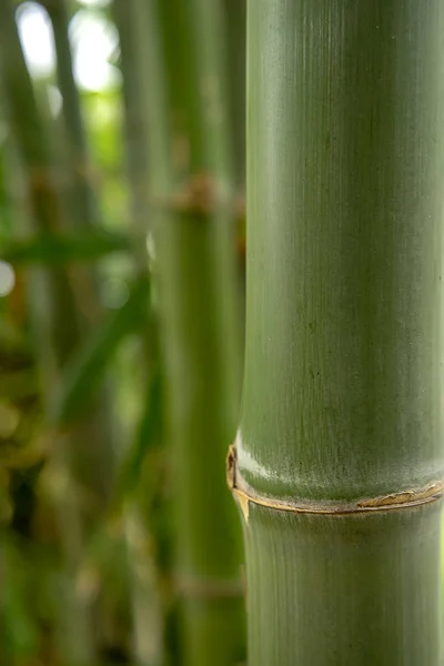 Zöld Bambusz Életlenítés Háttér — Stock Fotó
