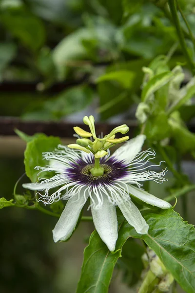 Close Flor Maracujá Passiflora Edulis — Fotografia de Stock