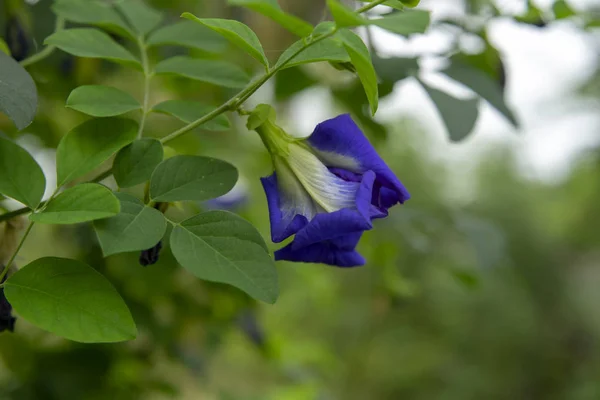 Боковая Сторона Цветка Голубого Горошка Цветка Бабочки Гороха Clitoria Ternatea — стоковое фото