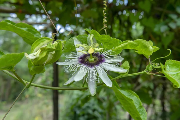 Close Flor Maracujá Passiflora Edulis — Fotografia de Stock
