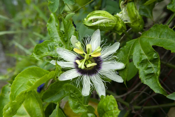 Close Flor Maracujá Passiflora Edulis — Fotografia de Stock