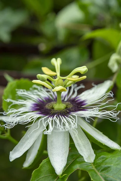 Close Flor Maracujá Passiflora Edulis — Fotografia de Stock