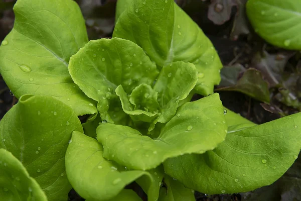 Close Cos Salatpflanze — Stockfoto