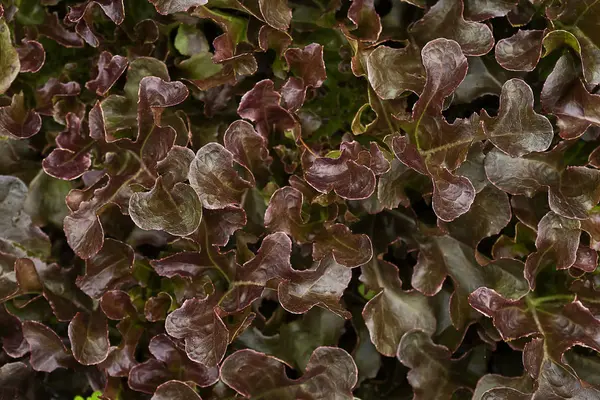 Red oak leaves background. The vegetable for salad.