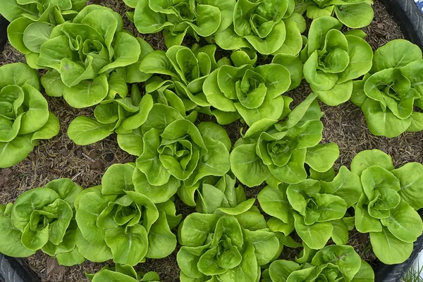 Blick Von Oben Auf Die Grüne Salatpflanze Das Gemüse Für — Stockfoto