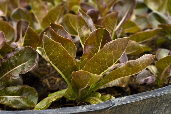 Rote Salatpflanze Aus Nächster Nähe Das Gemüse Für Den Salat — Stockfoto
