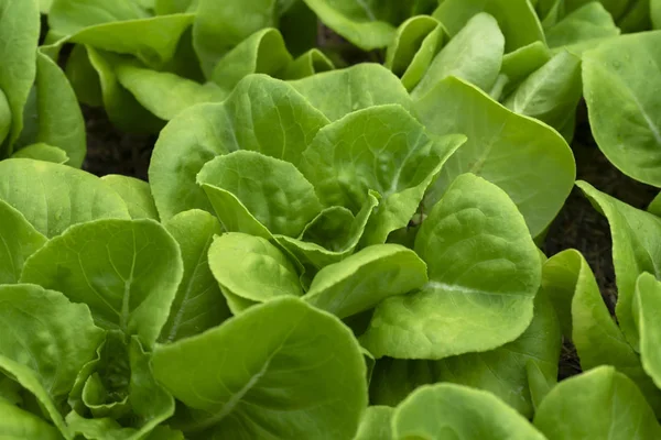 Close Grünen Cos Salat Pflanze Das Gemüse Für Den Salat — Stockfoto