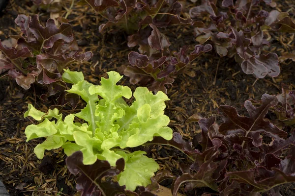Grüne Eiche Mit Roter Eiche Das Gemüse Für Den Salat — Stockfoto