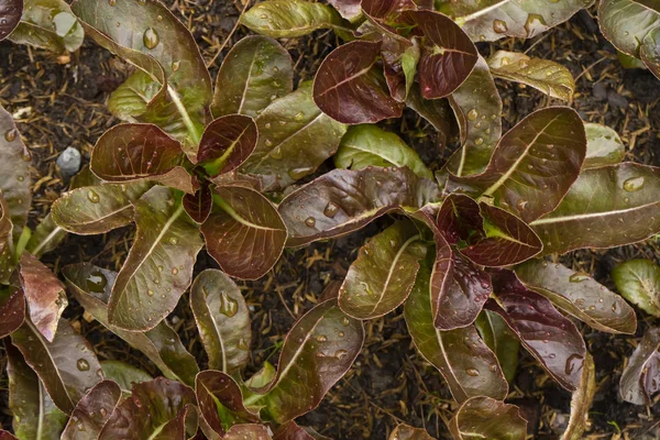 Rote Salatpflanze Aus Nächster Nähe Das Gemüse Für Den Salat — Stockfoto