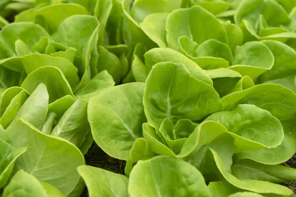 Close Grünen Cos Salat Pflanze Das Gemüse Für Den Salat — Stockfoto