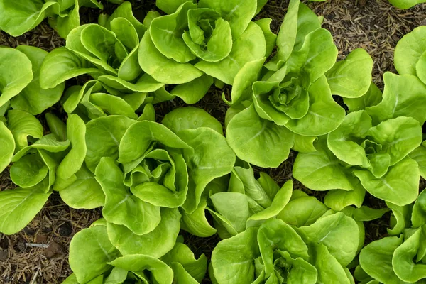 Close Grünen Cos Salat Pflanze Das Gemüse Für Den Salat — Stockfoto