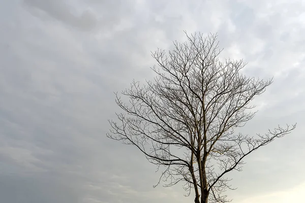 Den Zweig Des Todesbaums Mit Der Weltraumwolke Auf Dem Himmelshintergrund — Stockfoto