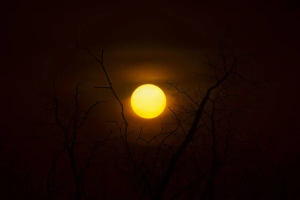 Rama Silueta Del Árbol Muerte Con Cielo Atardecer — Foto de Stock