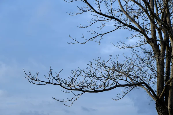 Fechar Ramo Árvore Morte Com Fundo Azul Céu — Fotografia de Stock