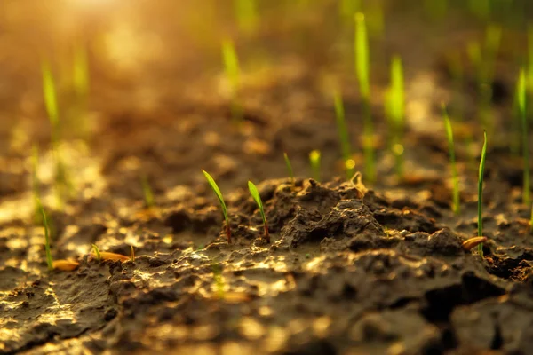 Macro Rice Seedlings Growing Ground Sunlight — Stock Photo, Image