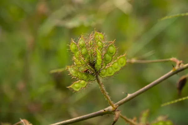 Close Seeds Sensitive Plant Sleepy Plant Touch Tree Mimosa Pudica — Stock Photo, Image