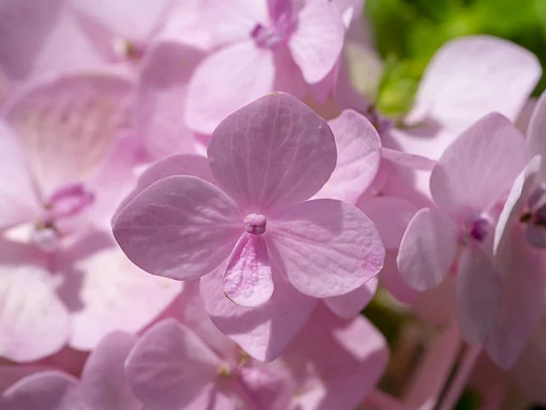 Makrobild Nahaufnahme Rosa Hortensienblüte — Stockfoto